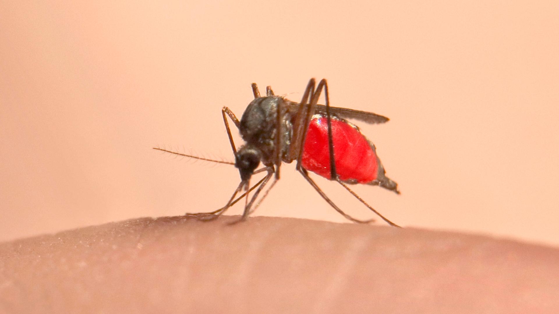 Eine Stechmücke sitzt auf einem Stück Haut. Sie ist voll mit rotem Blut. Der Hintergrund ist leicht rosa.