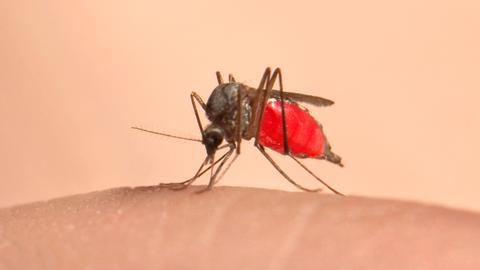 Eine Stechmücke sitzt auf einem Stück Haut. Sie ist voll mit rotem Blut. Der Hintergrund ist leicht rosa.