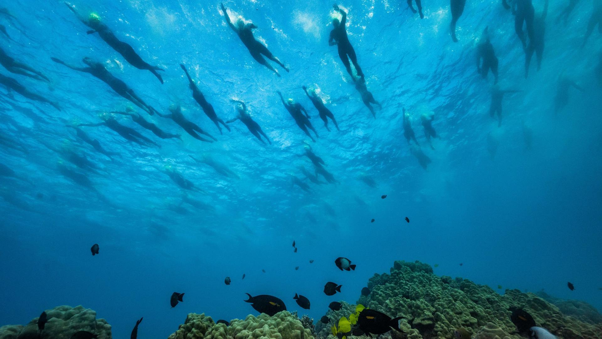 Das Unterwasserbild zeigt eine große Zahl an Schwimmerinnen als schwarze Silhouetten vom Meeeresgrund an der blauen Wasseroberfläche. Im unteren Bildrand Fische und ein Korallenriff. Das Unterwasserbild zeigt eine große Zahl an Schwimmerinnen als schwarze Silhouetten vom Meeeresgrund an der blauen Wasseroberfläche. Im unteren Bildrand Fische und ein Korallenriff.