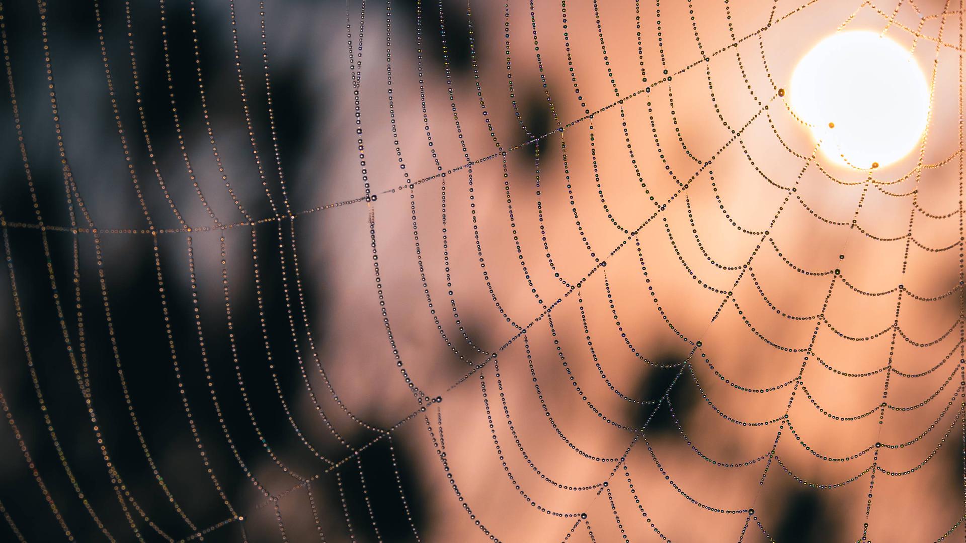 Ein mit Tau benetztes Spinnennetz in der Morgensonne