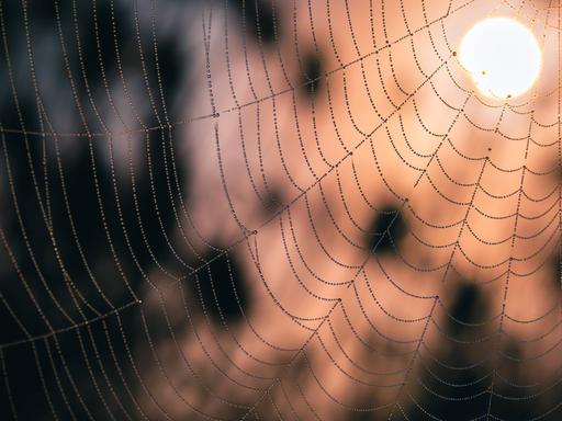 Ein mit Tau benetztes Spinnennetz in der Morgensonne