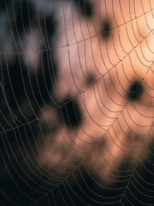 Ein mit Tau benetztes Spinnennetz in der Morgensonne