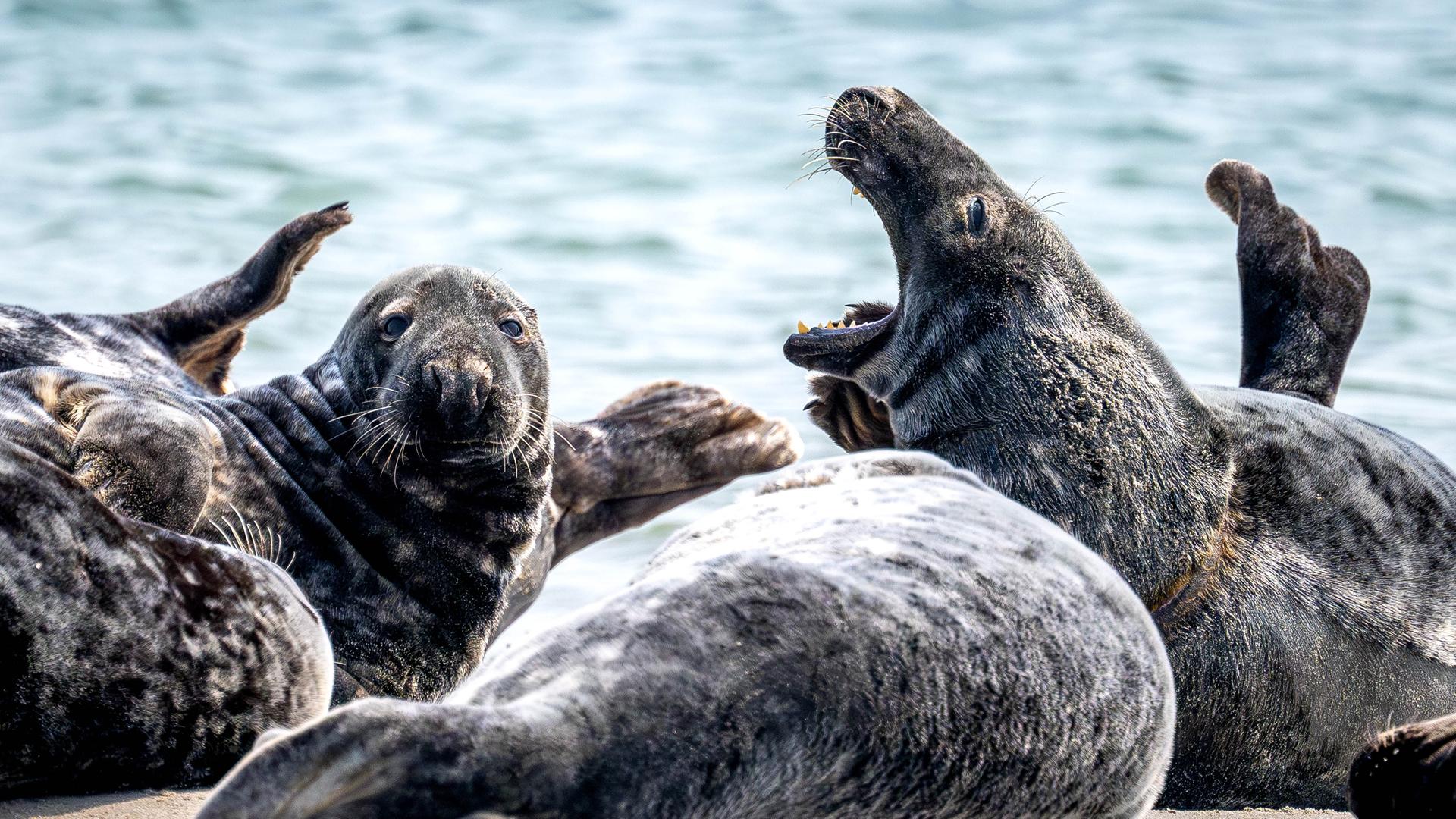 Das Bild zeigt eine Gruppe von Kegelrobben an einem Strand. 