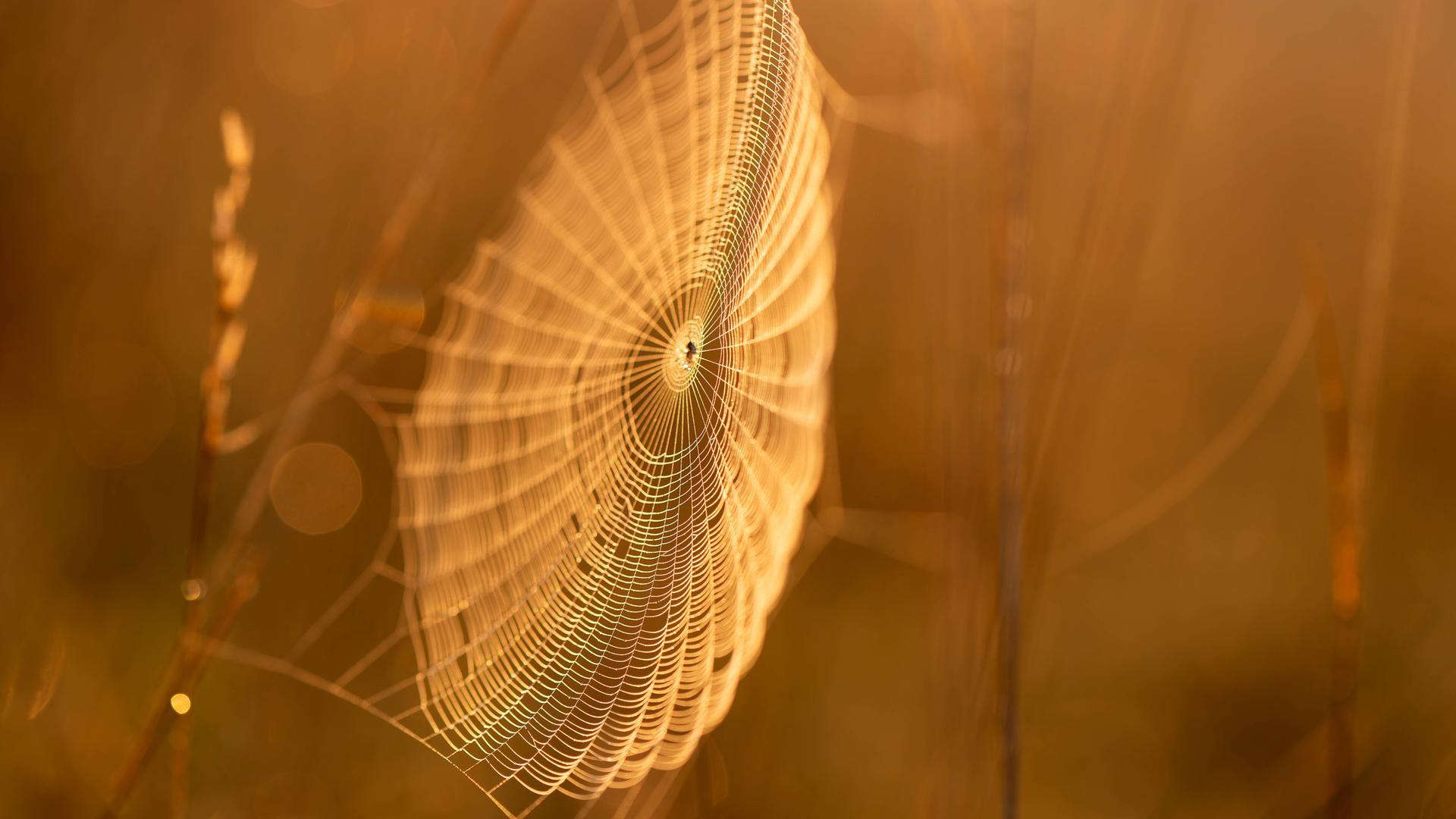 Spinnennetz bei Sonnenaufgang im Herbstlicht.