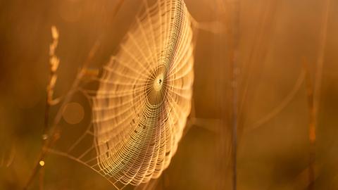 Spinnennetz bei Sonnenaufgang im Herbstlicht.