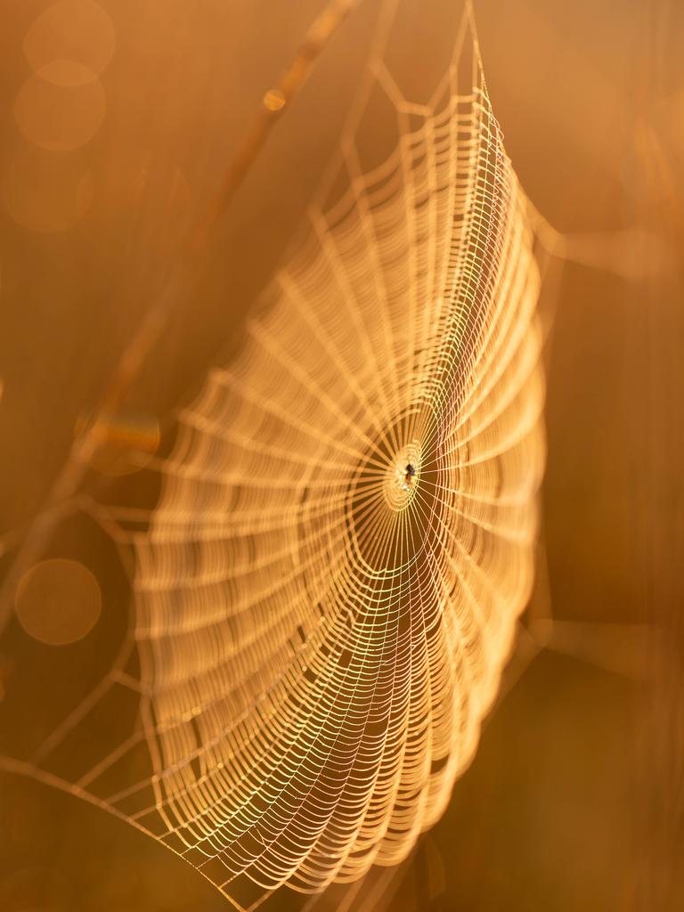 Spinnennetz bei Sonnenaufgang im Herbstlicht.