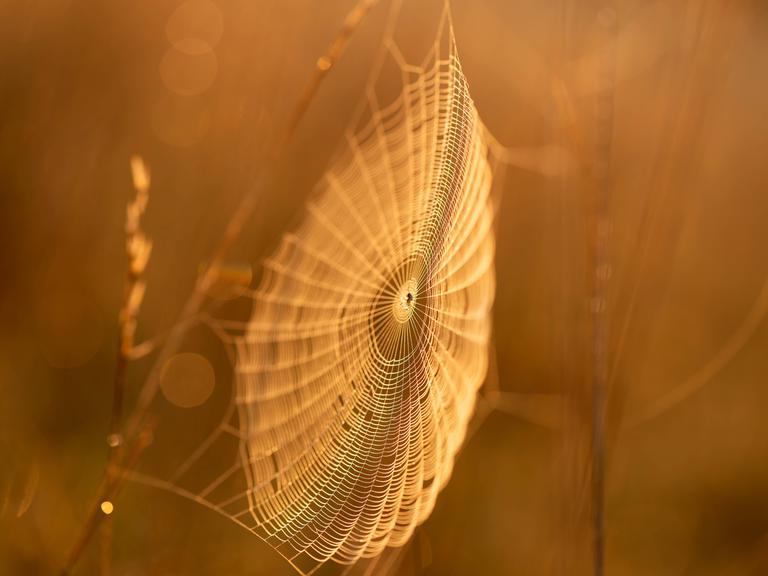 Spinnennetz bei Sonnenaufgang im Herbstlicht.