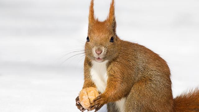Ein rotes Eichhörnchen sitzt im Schnee und schaut in die Kamera. In den Vorderpfoten hält es eine Walnuss.