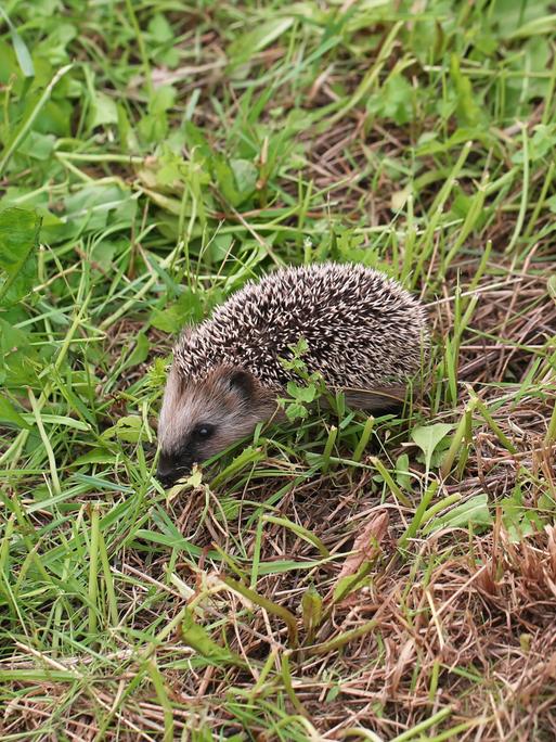 young hedgehog walking on grass summer spring vacation (sabyna75)