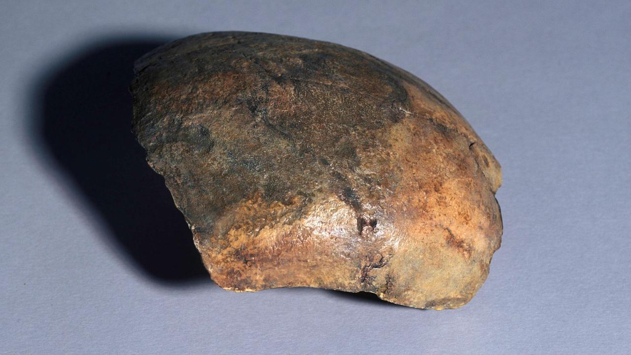Der angebliche Neandertalschädel (ca. 150000 Jahre alt) vom Fundort Ochtendung, der obere Teil eines Schädels.