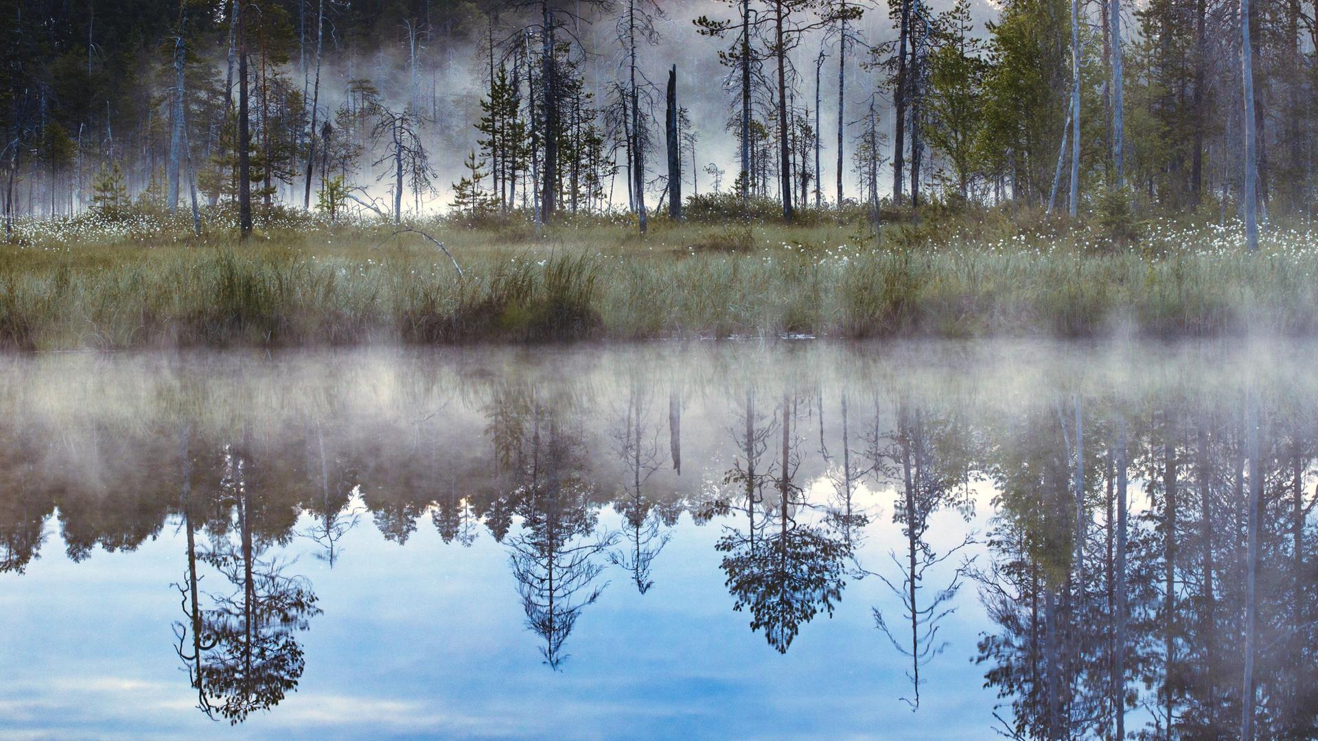 Moorsee, Finnland, Karelien. Bäume spiegeln sich im ruhigen klaren Wasser.