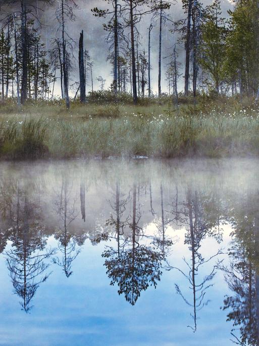 Moorsee, Finnland, Karelien. Bäume spiegeln sich im ruhigen klaren Wasser.