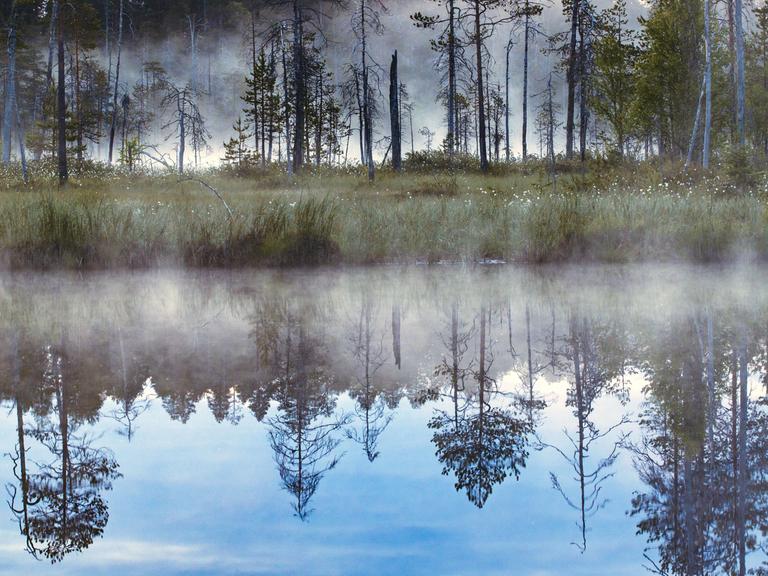 Moorsee, Finnland, Karelien. Bäume spiegeln sich im ruhigen klaren Wasser.