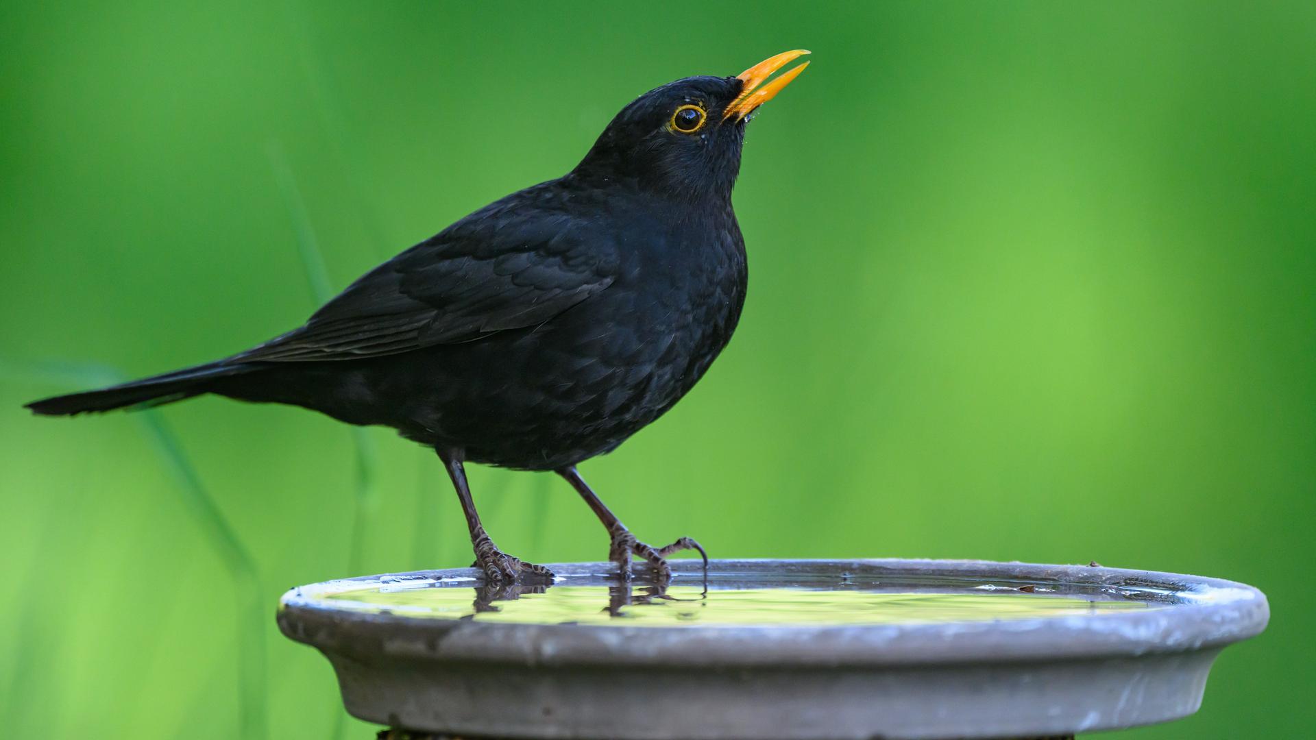Eine Amsel sitze an einer Volgetränke und trinkt. Die Amsel-Männchen haben einen orangenen Schnabel.