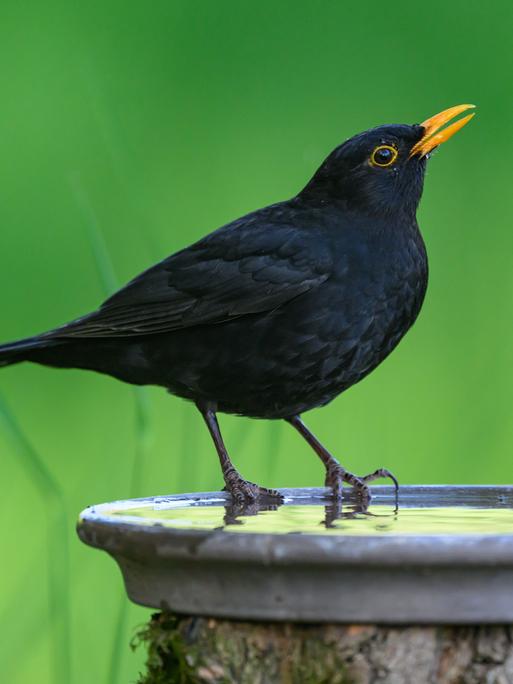 Eine Amsel sitze an einer Volgetränke und trinkt. Die Amsel-Männchen haben einen orangenen Schnabel. Eine Amsel sitze an einer Volgetränke und trinkt. Die Amsel-Männchen haben einen orangenen Schnabel.