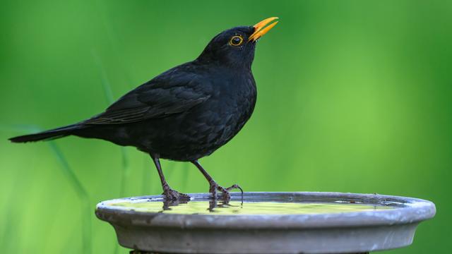 Eine Amsel sitze an einer Volgetränke und trinkt. Die Amsel-Männchen haben einen orangenen Schnabel.