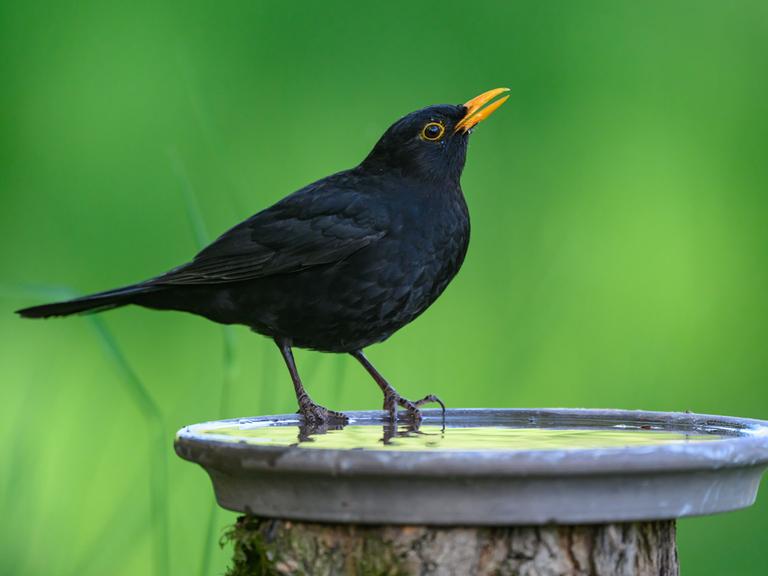 Eine Amsel sitze an einer Volgetränke und trinkt. Die Amsel-Männchen haben einen orangenen Schnabel. Eine Amsel sitze an einer Volgetränke und trinkt. Die Amsel-Männchen haben einen orangenen Schnabel.