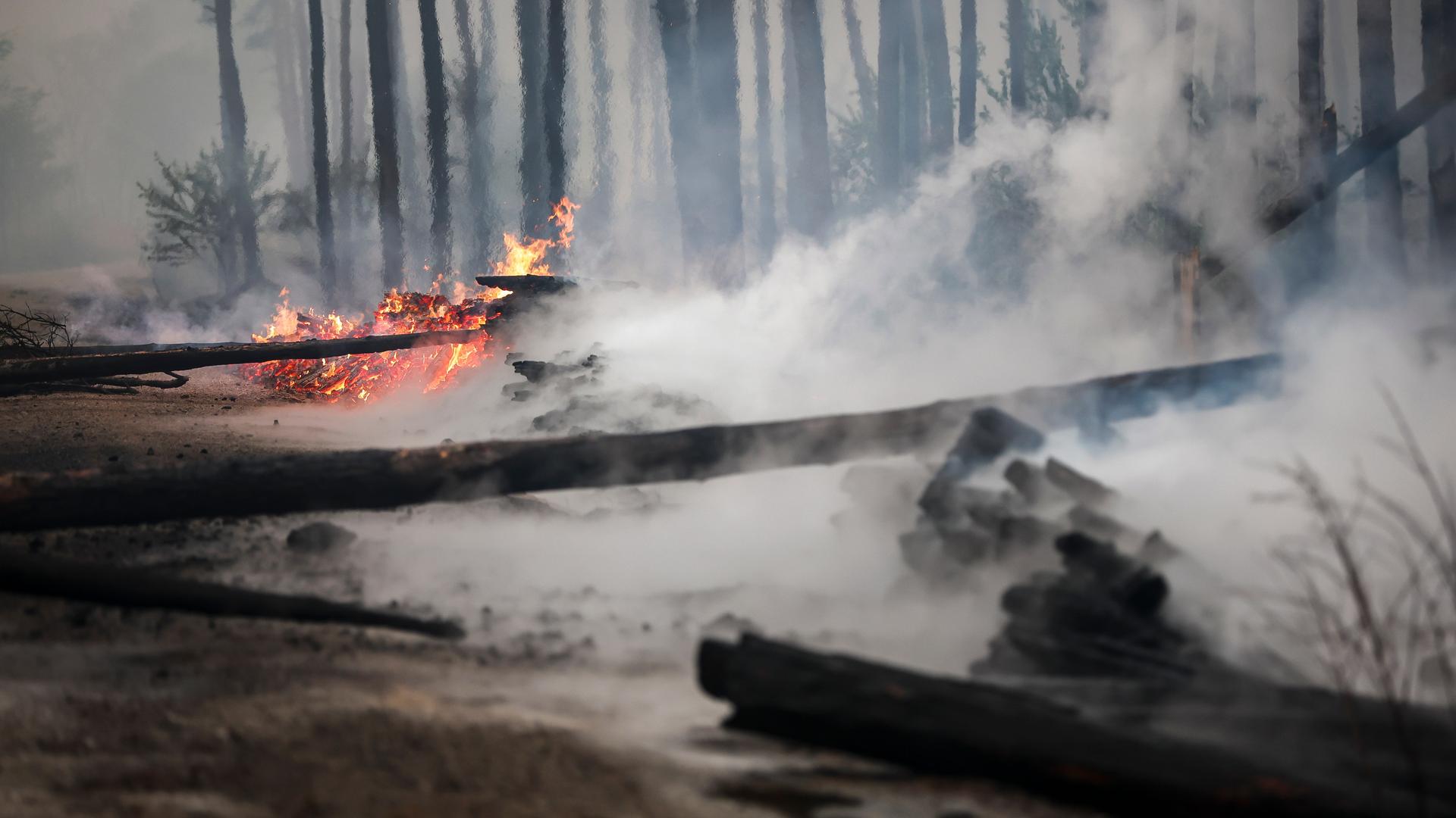 Brennende Bäume blockieren den Weg während eines Waldbrandes in Brandenburg: 