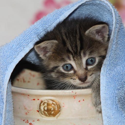 Junge Hauskatze versteckt sich in einer Vase.
