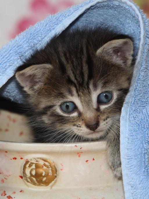 Junge Hauskatze versteckt sich in einer Vase.