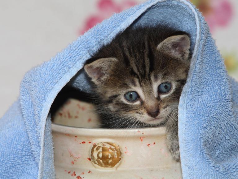 Junge Hauskatze versteckt sich in einer Vase.