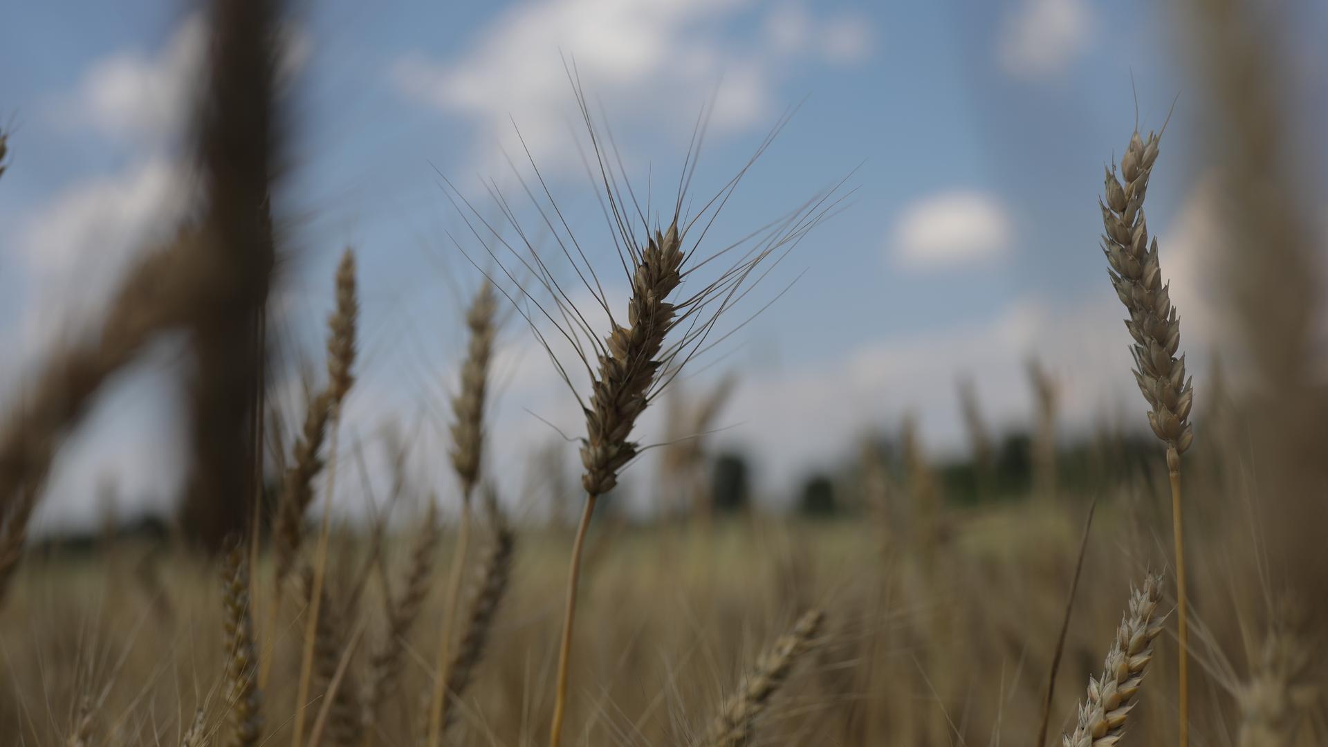 Weizenähren im Gebiet Charkiw im Juli 2023