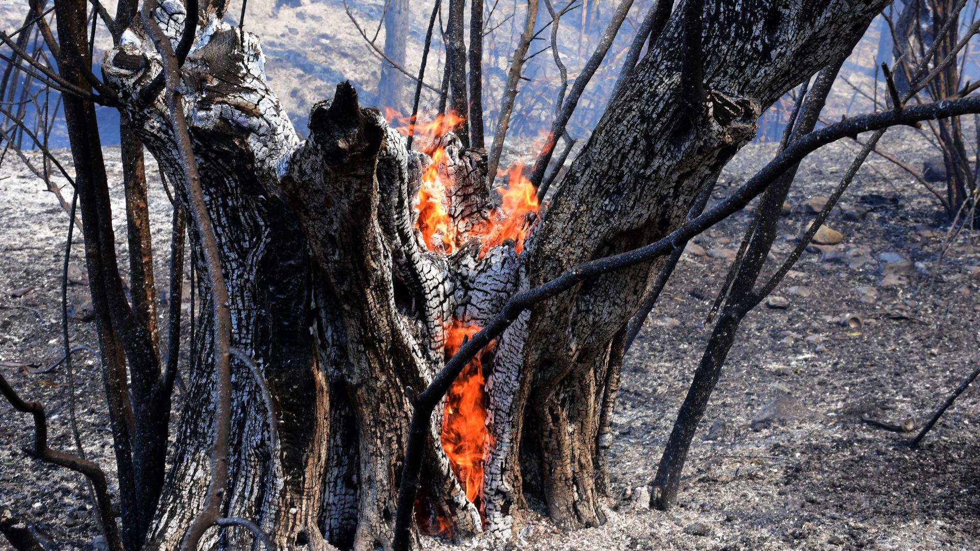 Ein brennender Baum in Griechenland in Argolis, 23.08.2023.