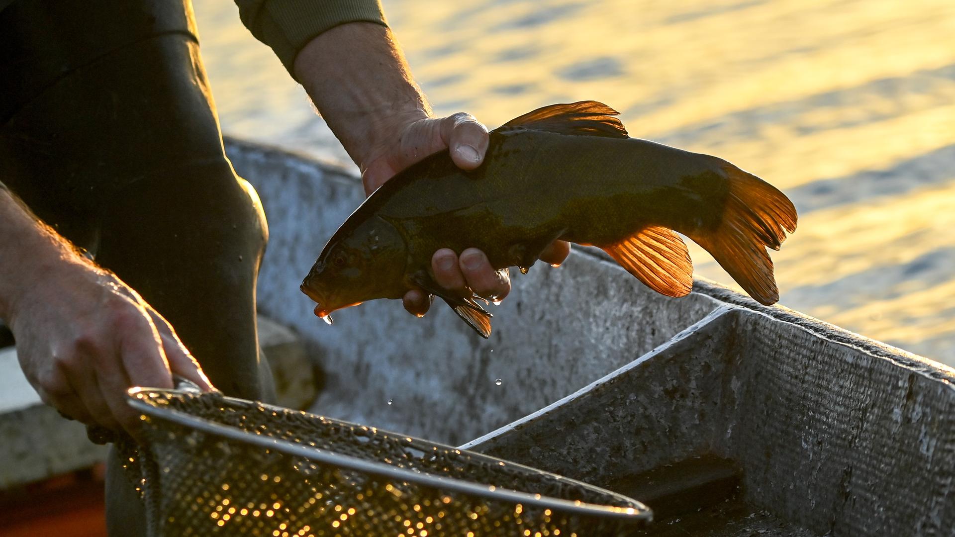 Fischer Lars Dettmann hält nach dem Fischen auf der Havel eine Schleie, auch der Schlei genannt, in den Händen. Derzeit ist der Fang wegen des warmen Wassers recht gering. Der Bestand hat allerdings in den letzten Jahren erfreulich zugenommen. Dazu haben die im Schnitt höheren Wassertemperaturen und die wegen der sich verbessernden Wasserqualität stärker wachsenden Laichkräuter in den Gewässern beigetragen. Die "Schlingpflanzen" sind eine gute Deckung, um sich vor den zahlreichen Kormoranen verstecken zu können.