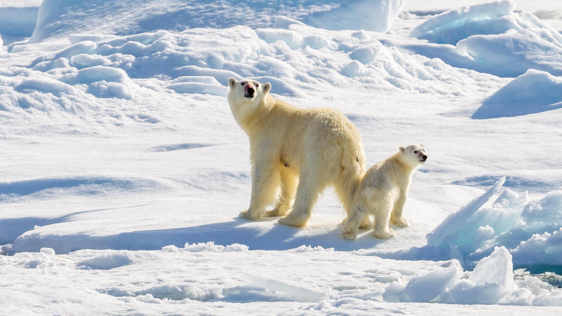 Eine Eisbär-Mutter und ihr Junges blicken sich um.