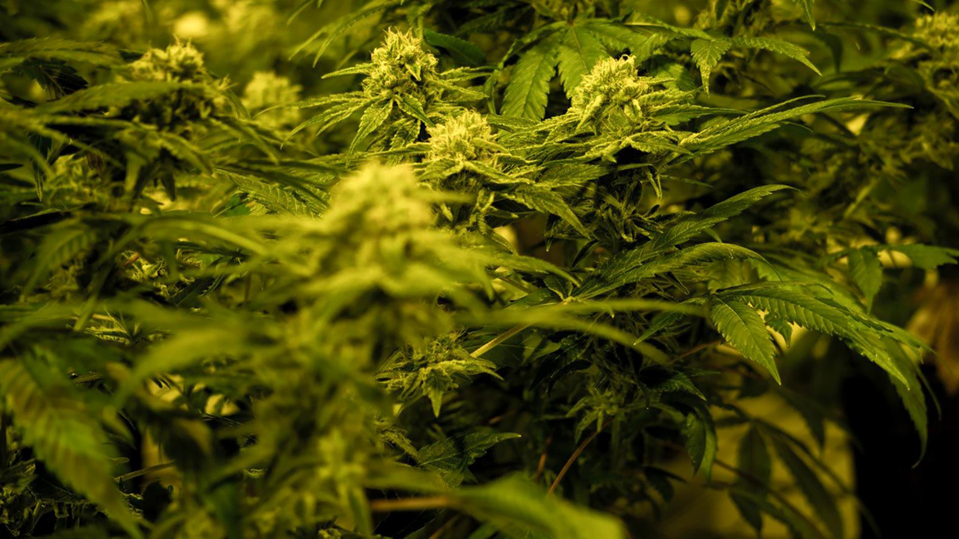 Drogenpolitik - Experten rufen Bundestag in offenem Brief zur Teil-Legalisierung von Cannabis auf