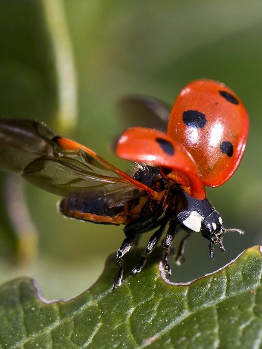 Großaufnahme eines Marienkäfers, der gerade losfliegt.