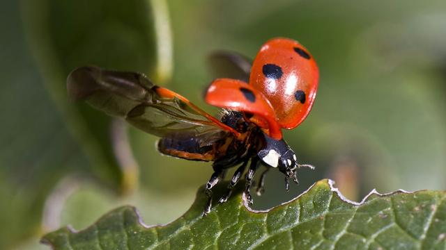 Großaufnahme eines Marienkäfers, der gerade losfliegt.