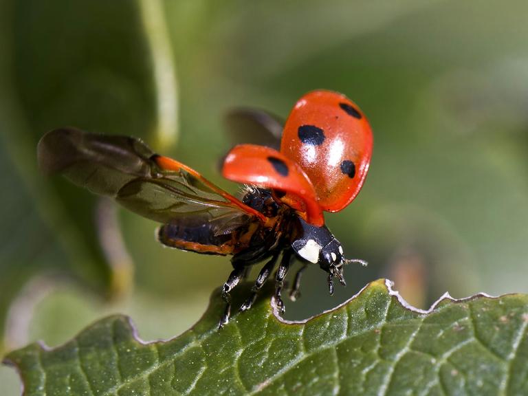 Großaufnahme eines Marienkäfers, der gerade losfliegt.
