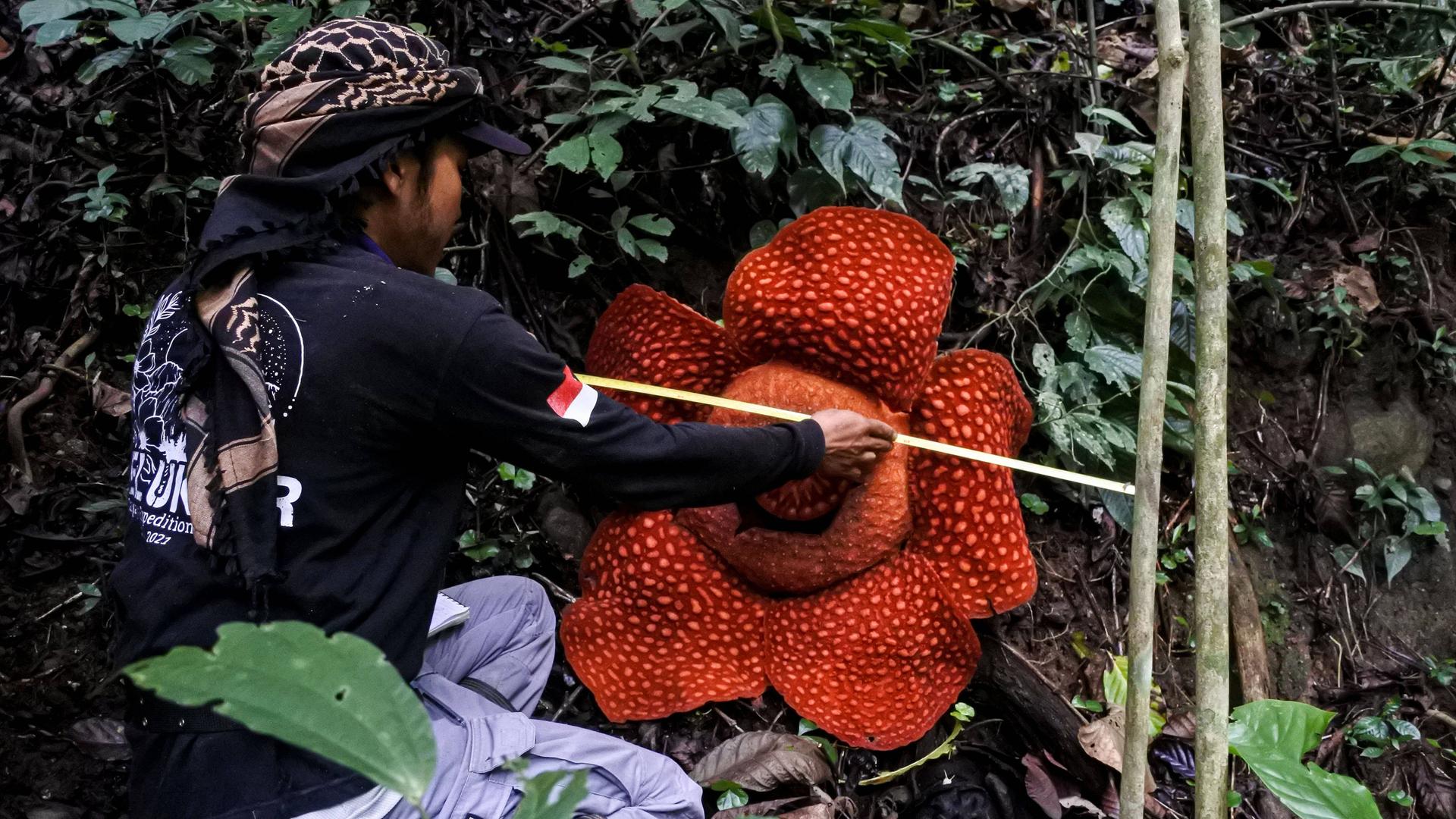 Sumatra: Ein Mann misst die Größe einer Riesenblume mit einem Zollstock. Sumatra: Ein Mann misst die Größe einer Riesenblume mit einem Zollstock.