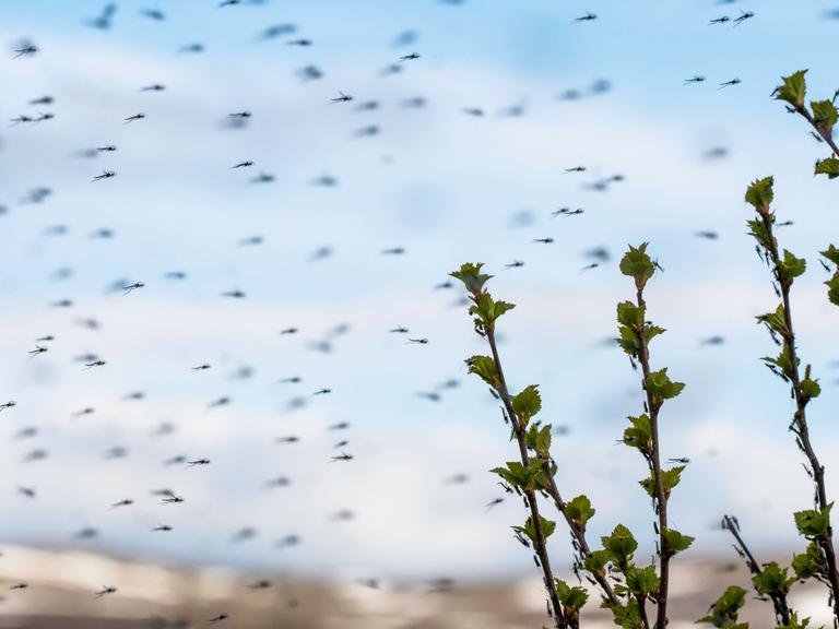 Ein dichter Insektenschwarm im Sommer. 