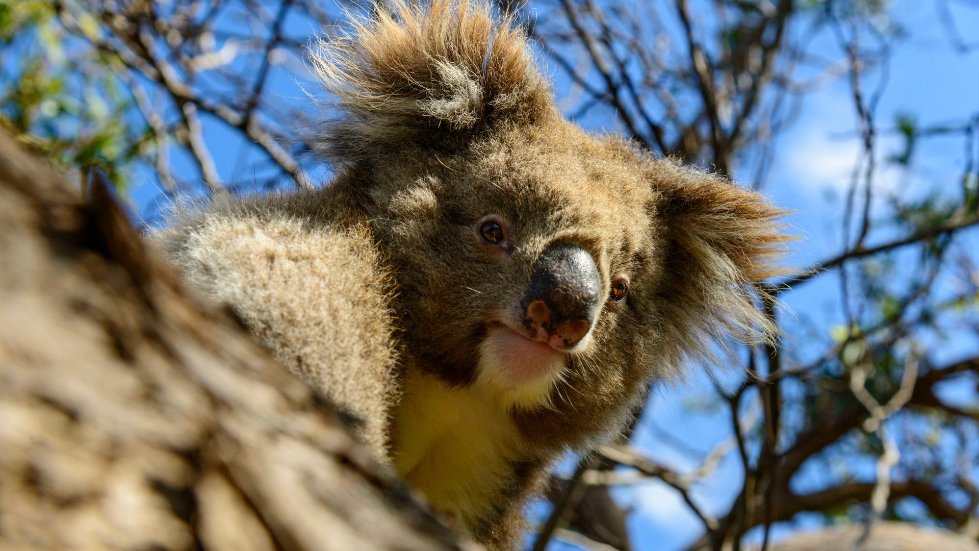 koala 100