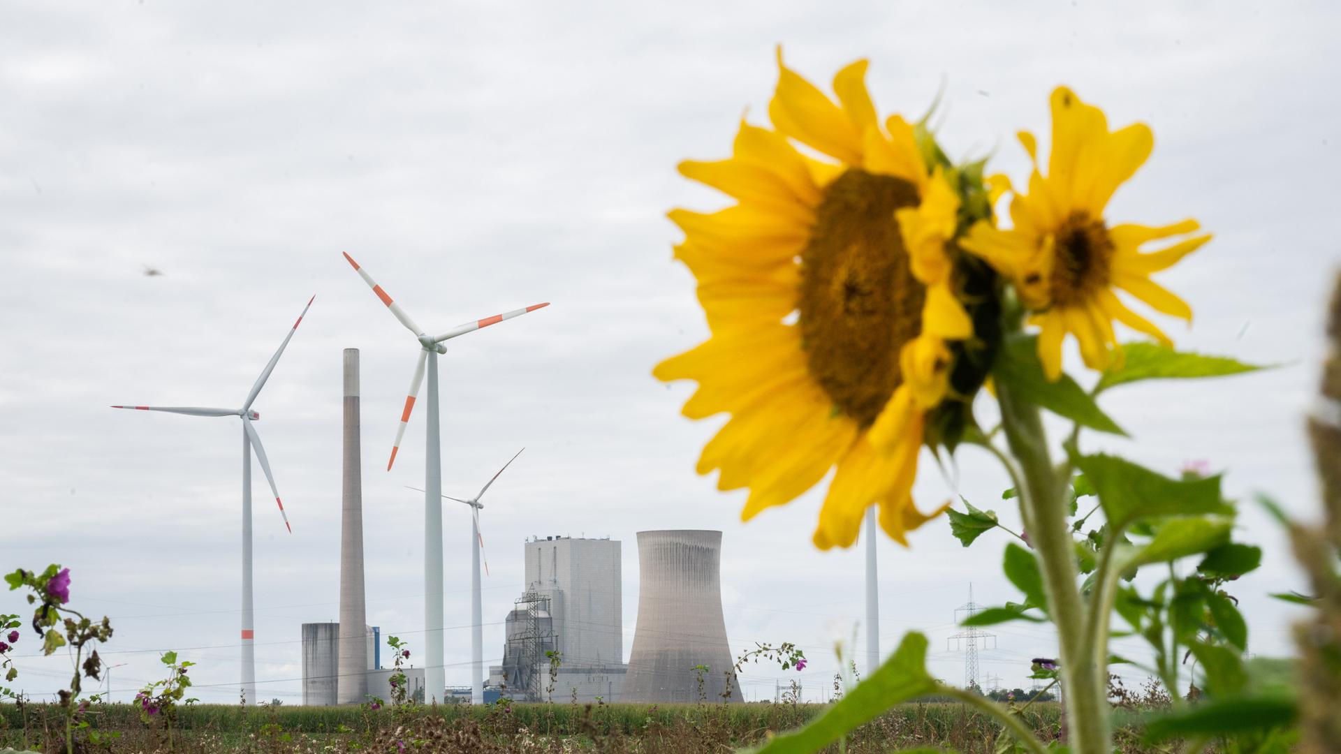 Sonnenblumen blühen in der Nähe vom Kohlekraftwerk Mehrum im Landkreis Peine. 
