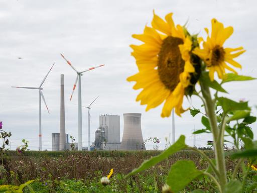 Sonnenblumen blühen in der Nähe vom Kohlekraftwerk Mehrum im Landkreis Peine. 
