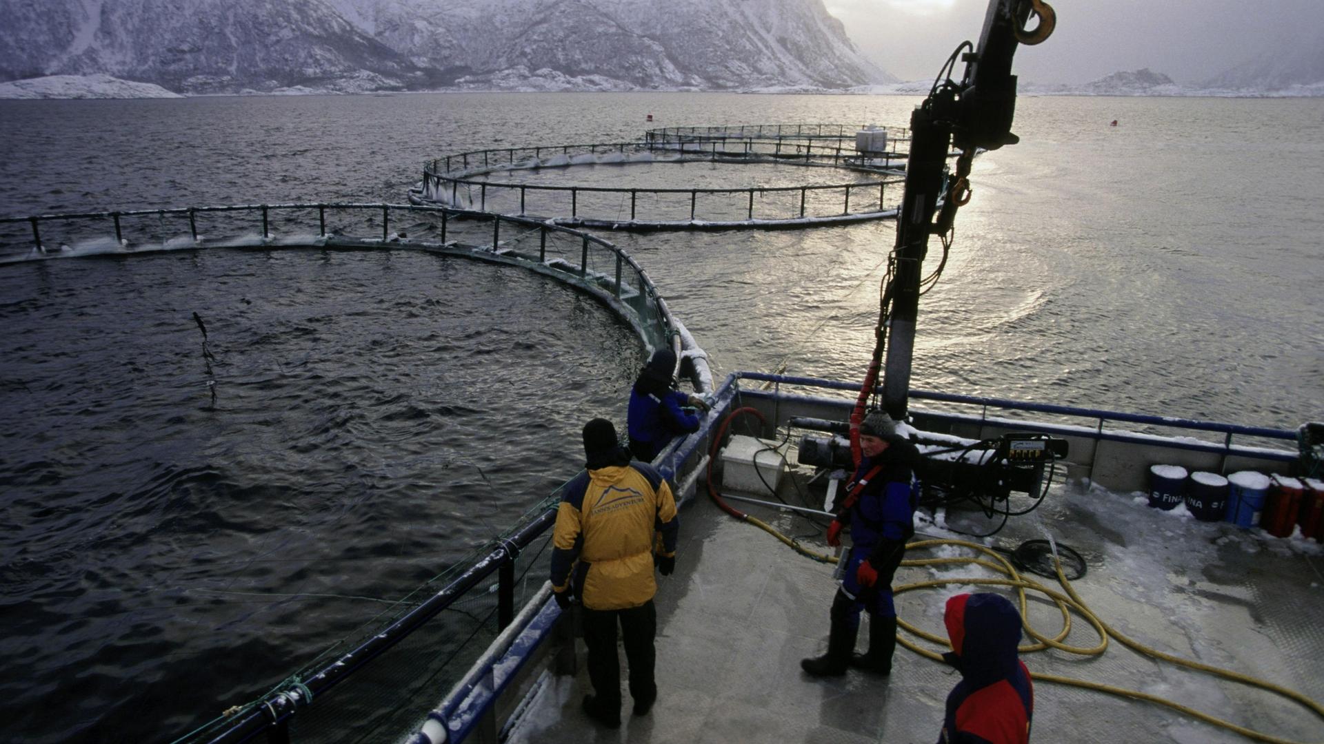 Eine Lachsfarm im Nordmeer mit den schneebedeckten Hügeln der Lofoten im Hintergrund.