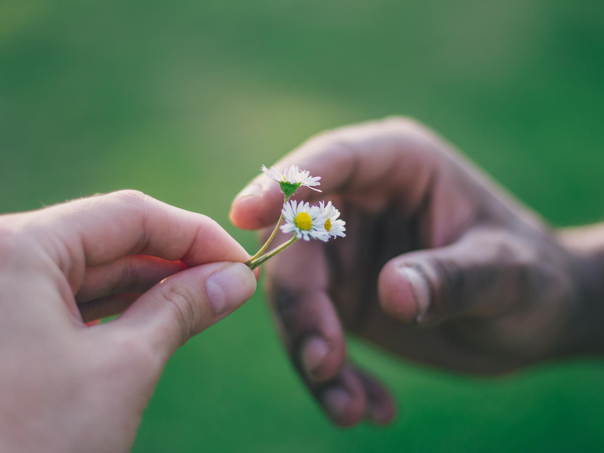 Nahaufnahme zweier Hände, die einen kleinen Bund Gänseblümchen übergeben.