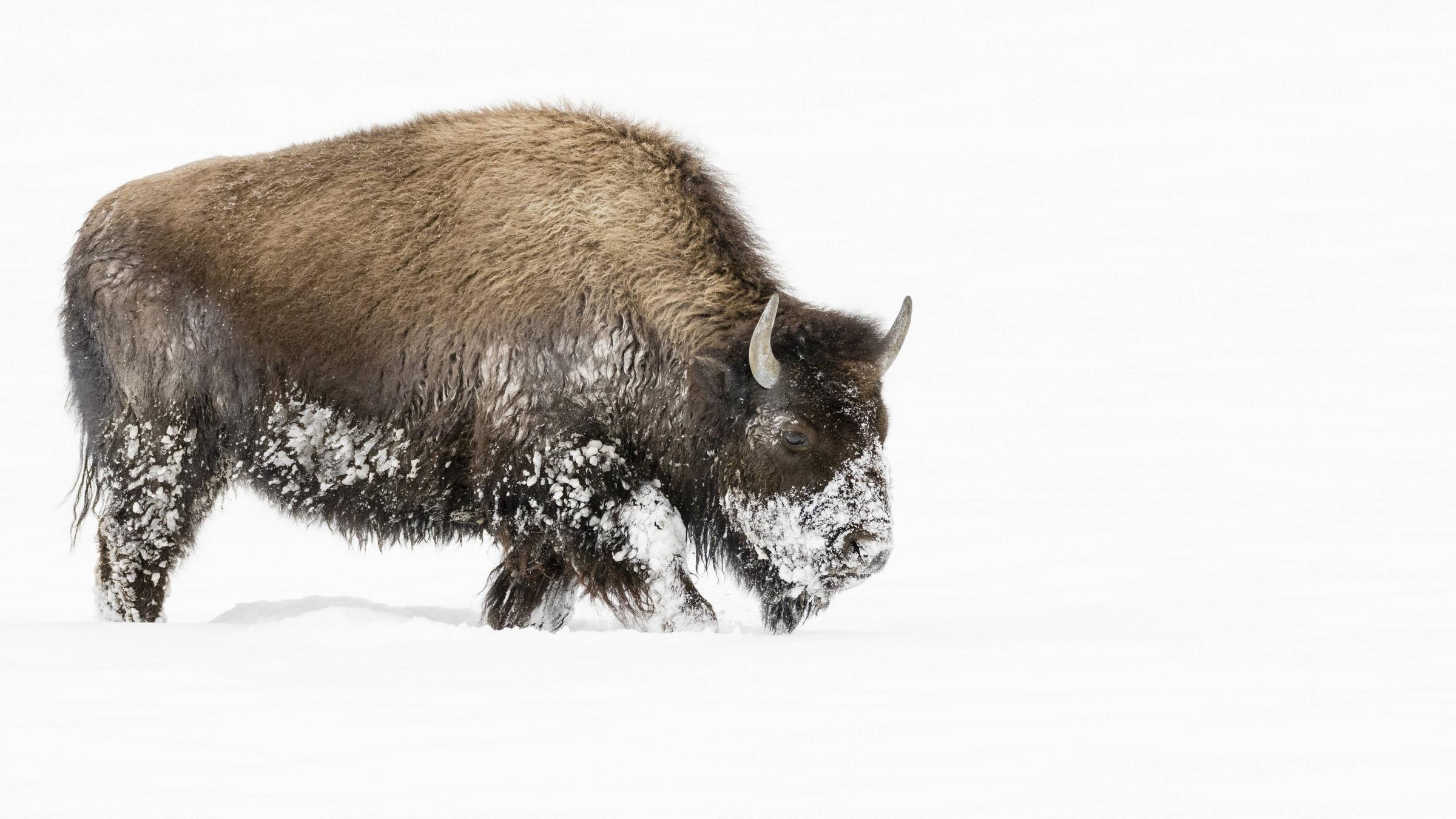 Ein amerikanischer Bison Büffel läuft durch Schnee. USA, Wyoming, Yellowstone Nationalpark.