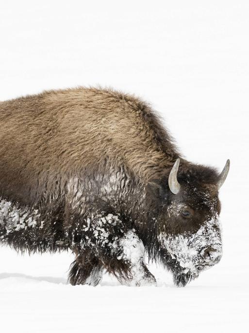 Ein amerikanischer Bison läuft durch Schnee. USA, Wyoming, Yellowstone Nationalpark.