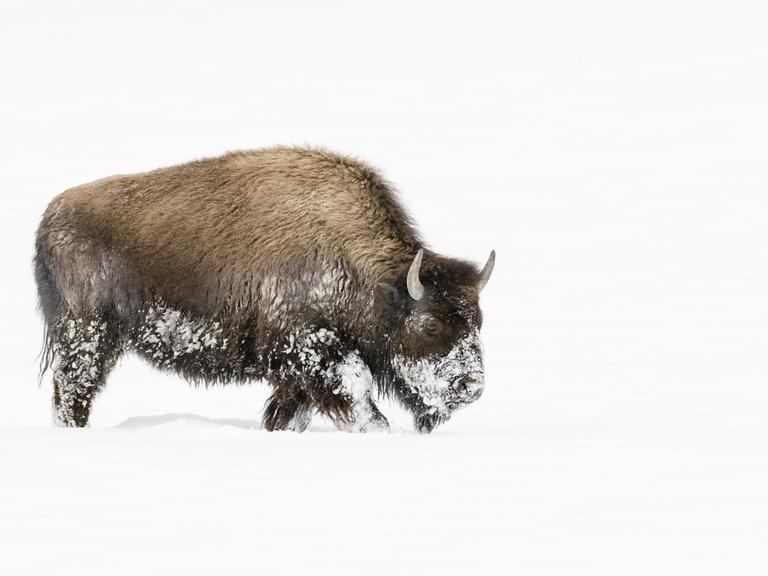 Ein amerikanischer Bison läuft durch Schnee. USA, Wyoming, Yellowstone Nationalpark.