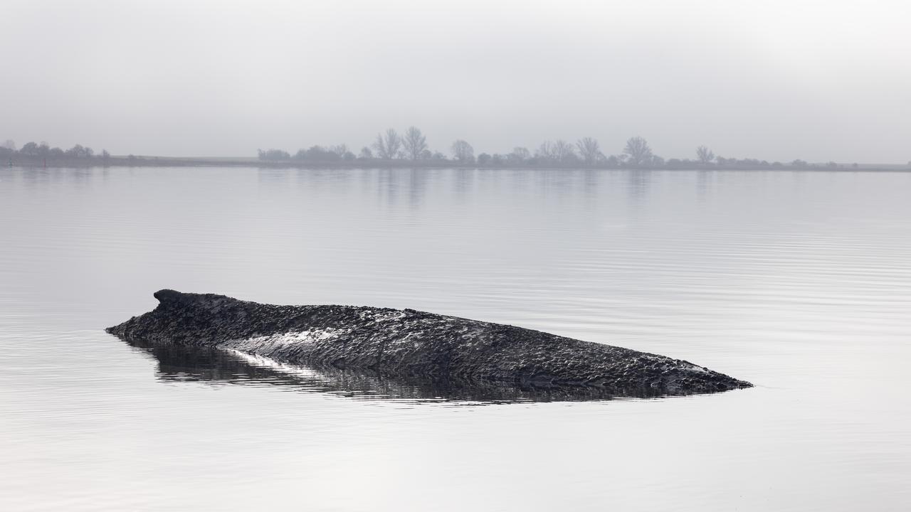 Die von Greenpeace Deutschland zur Verfügung gestellte Aufnahme zeigt den gestrandeten Buckelwal vor der Insel Poel in der Ostsee. 
