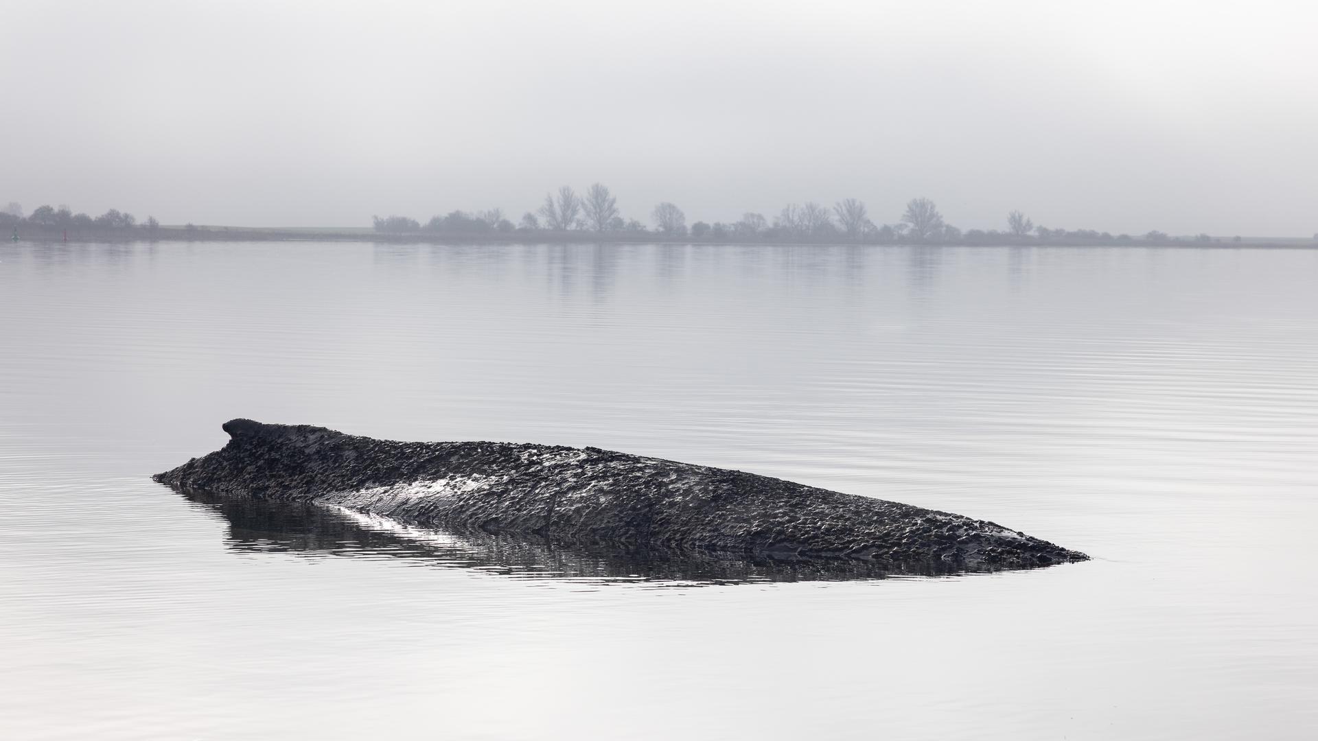 Die Aufnahme zeigt den gestrandeten Buckelwal vor der Insel Poel in der Ostsee. 
