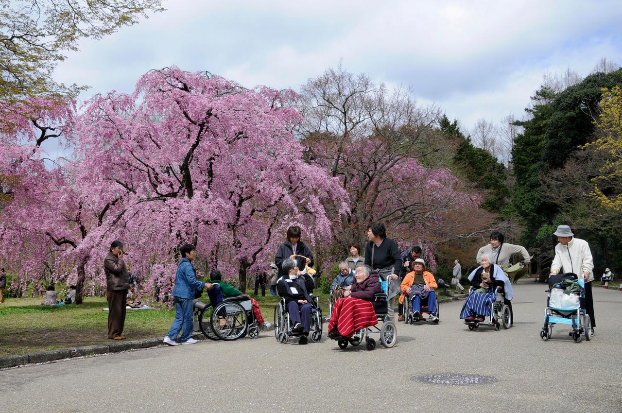 Alte Menschen im Rollstuhl erleben das Kirschblütenfest im botanischen Garten in Kyoto, Japan.