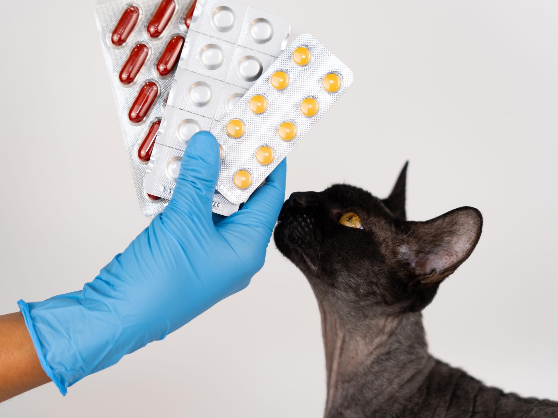 Nahaufnahme der Hand eines Tierarztes, der einer Katze Blisterpackungen mit Tabletten und Medikamenten zeigt