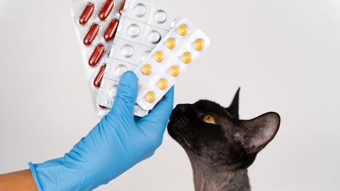 Nahaufnahme der Hand eines Tierarztes, der einer Katze Blisterpackungen mit Tabletten und Medikamenten zeigt