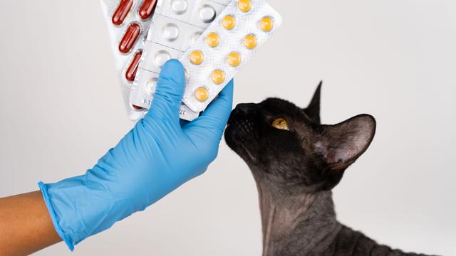 Nahaufnahme der Hand eines Tierarztes, der einer Katze Blisterpackungen mit Tabletten und Medikamenten zeigt