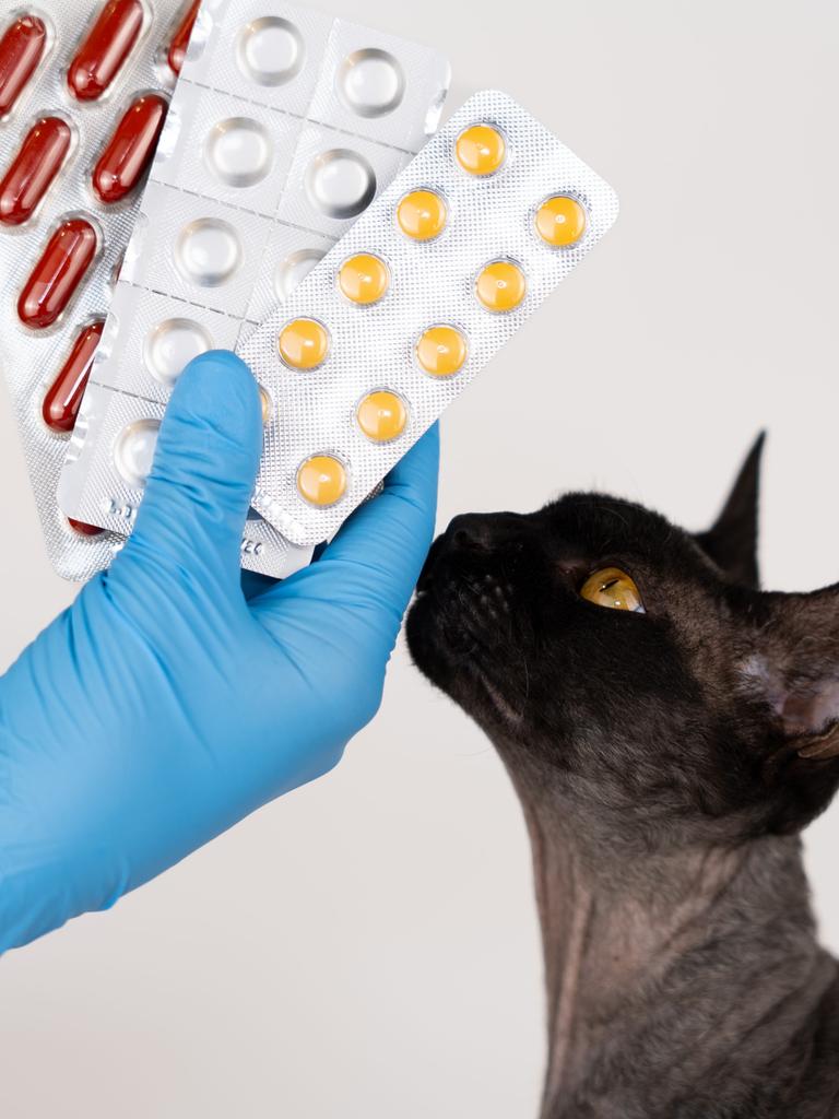 Nahaufnahme der Hand eines Tierarztes, der einer Katze Blisterpackungen mit Tabletten und Medikamenten zeigt